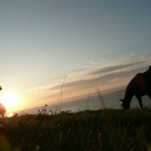 Horse sunset